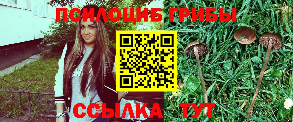 Амурск  Псилоцибиновые грибы MAGIC MUSHROOMS  Вход с VPN  где найти   Галлюциногенные грибы прущие грибы 